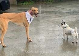 Pamela-Greyhound_13 Pamela-Greyhound