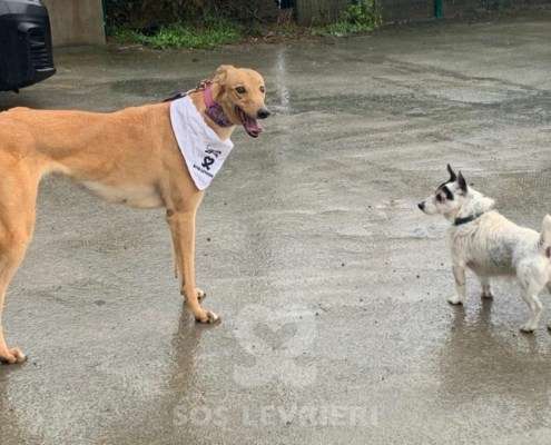 Pamela-Greyhound_13 Pamela-Greyhound