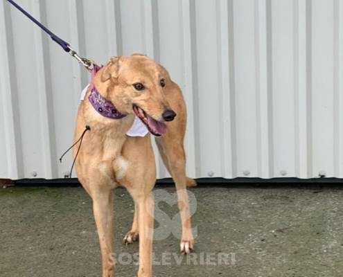 Pamela-Greyhound_14 Pamela-Greyhound