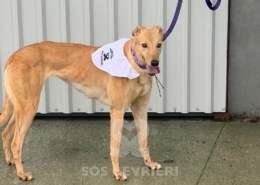 Pamela-Greyhound_16 Pamela-Greyhound