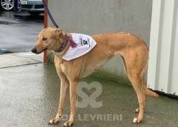 Pamela-Greyhound_17 Pamela-Greyhound