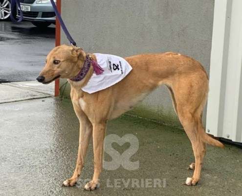 Pamela-Greyhound_17 Pamela-Greyhound