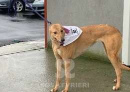 Pamela-Greyhound_18 Pamela-Greyhound