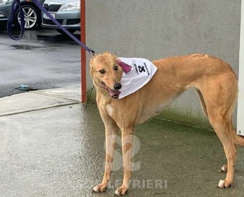 Pamela-Greyhound_18 Pamela-Greyhound