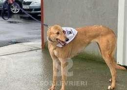 Pamela-Greyhound_19 Pamela-Greyhound