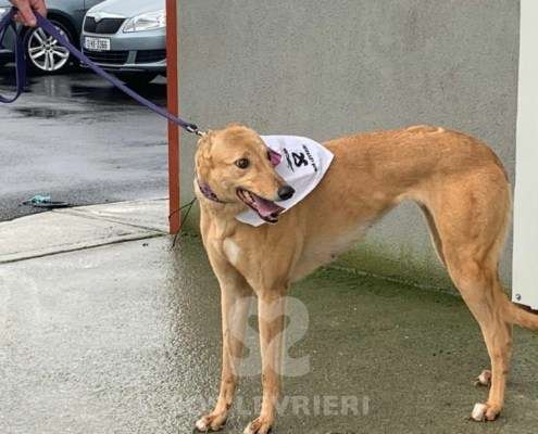 Pamela-Greyhound_19 Pamela-Greyhound