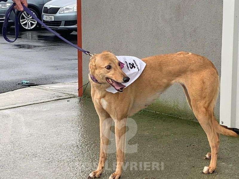 Pamela-Greyhound_19 Pamela-Greyhound