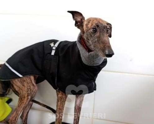 Amren-Galgo_11 Amren-Galgo