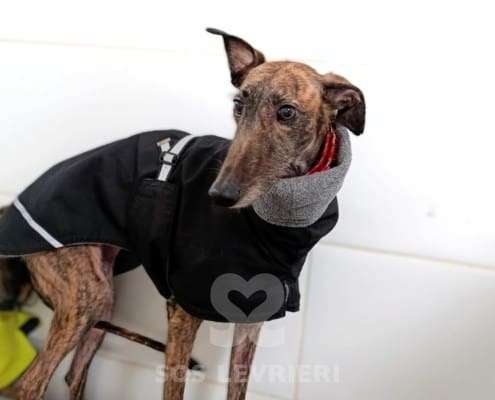 Amren-Galgo_12 Amren-Galgo