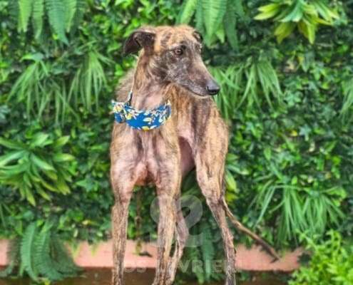 Amren-Galgo_15 Amren-Galgo