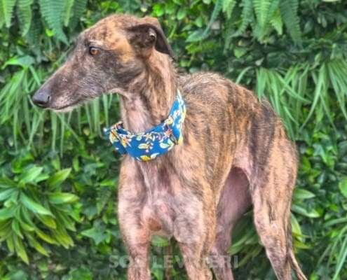 Amren-Galgo_16 Amren-Galgo