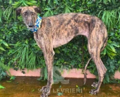 Amren-Galgo_17 Amren-Galgo