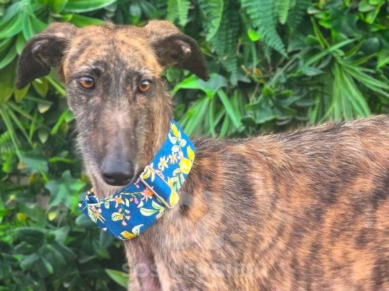 Amren-Galgo_18 Amren-Galgo