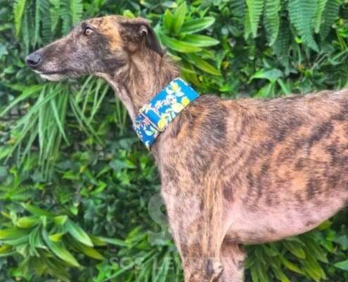 Amren-Galgo_19 Amren-Galgo