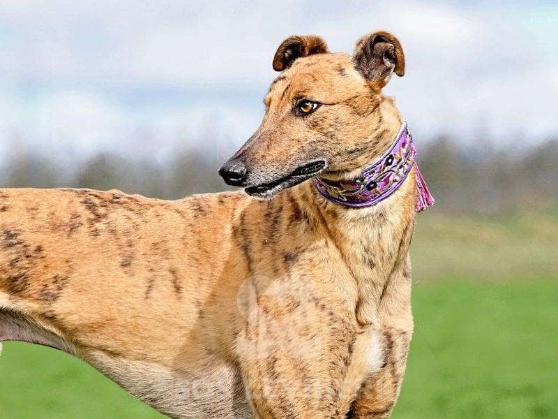 Benjamin-Greyhound
