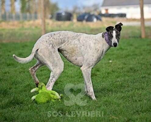 Bentley-Greyhound