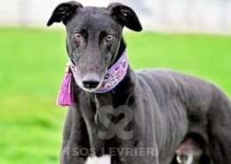 Buster-Greyhound