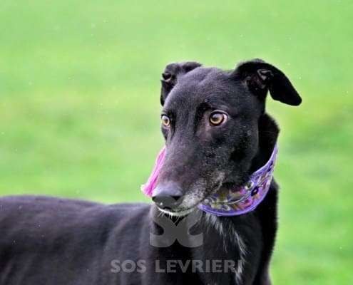 Buster-Greyhound