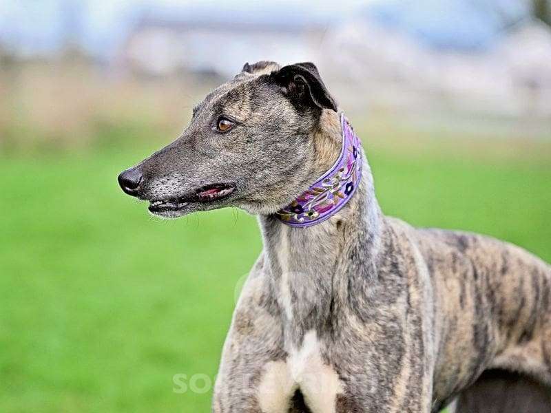 Ciara-Greyhound_13 Ciara-Greyhound