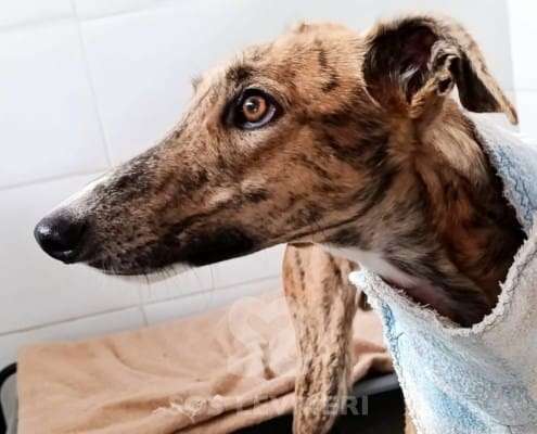 Esparky-Galgo
