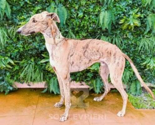 Esparky-Galgo
