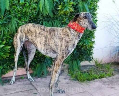 Hilma-Galgo