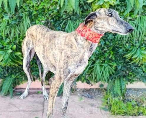 Hilma-Galgo