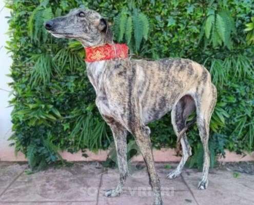 Hilma-Galgo