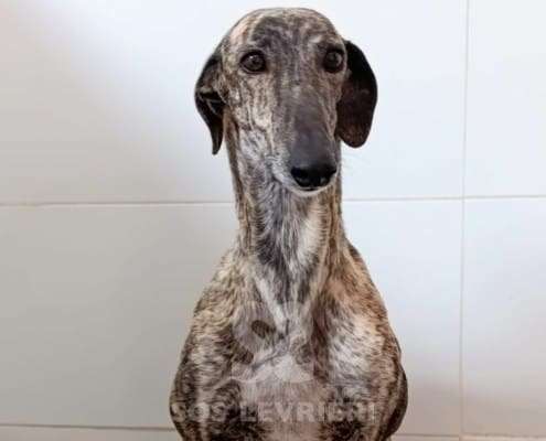 Hilma-Galgo