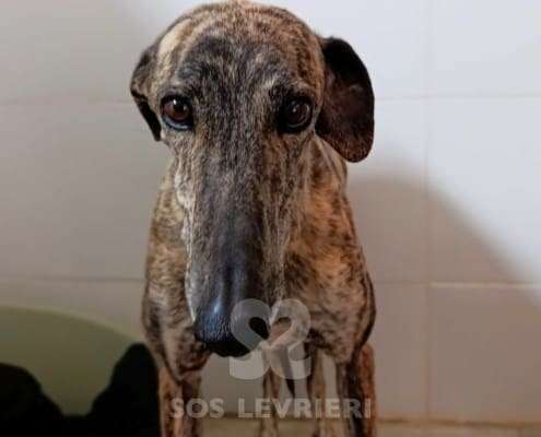 Hilma-Galgo