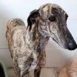 Hilma-Galgo