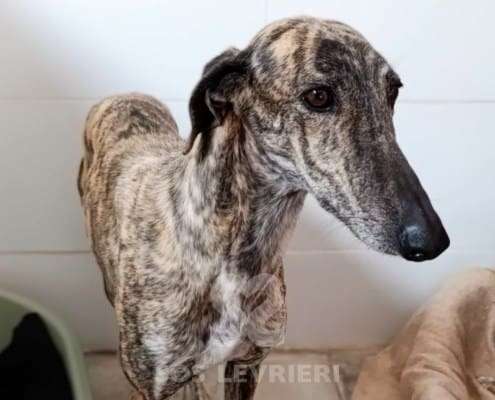 Hilma-Galgo