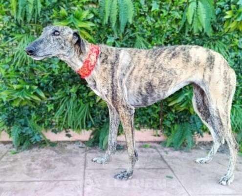 Hilma-Galgo