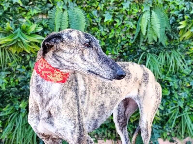 Hilma-Galgo
