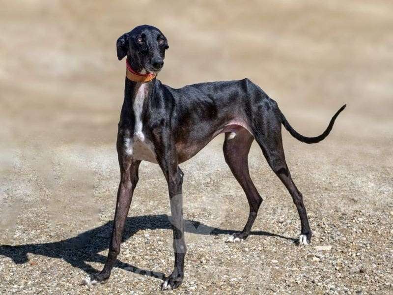 Killian-Galgo