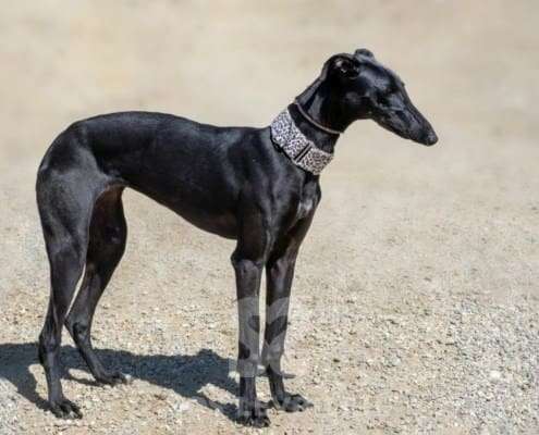 Kiwi-Galgo