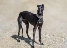 Kiwi-Galgo