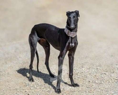 Kiwi-Galgo