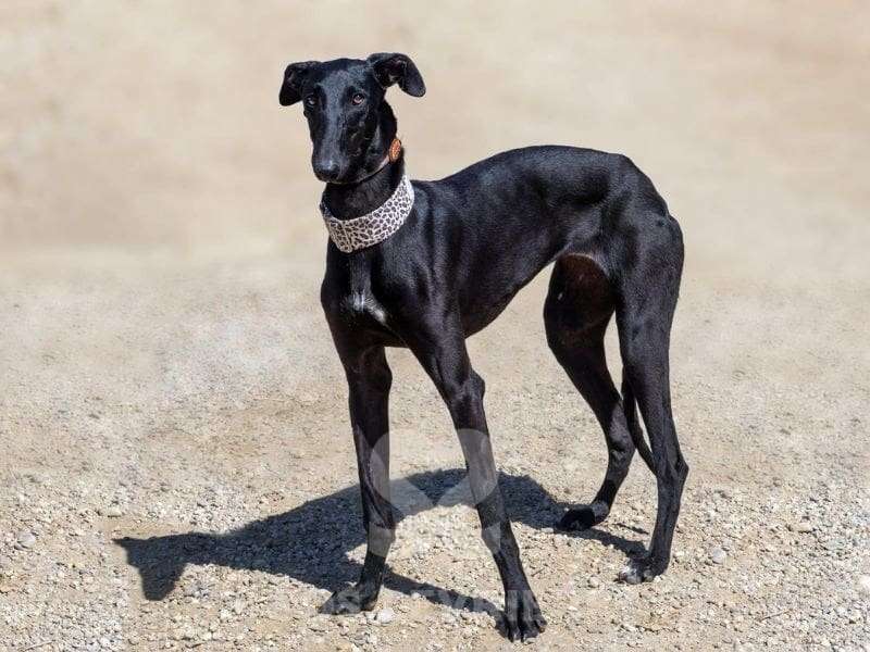 Kiwi-Galgo