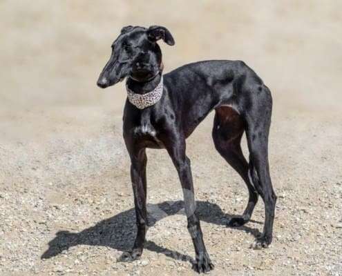Kiwi-Galgo