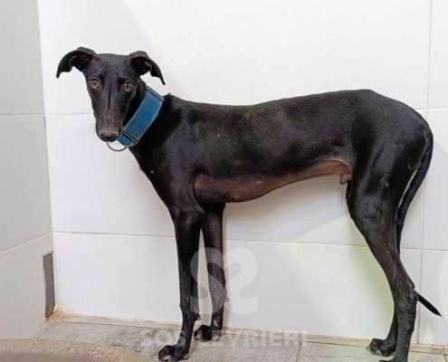 Lior-Galgo_11 Lior-Galgo