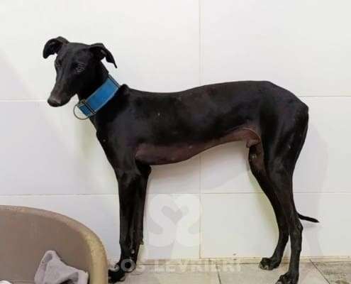 Lior-Galgo_12 Lior-Galgo