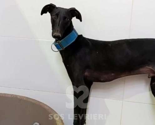 Lior-Galgo_13 Lior-Galgo