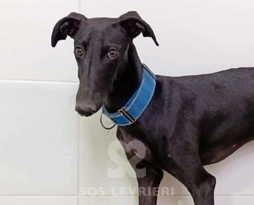 Lior-Galgo_14 Lior-Galgo