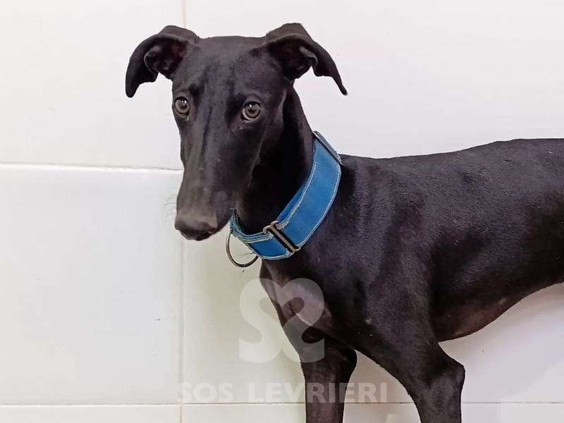 Lior-Galgo_14 Lior-Galgo