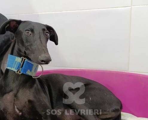 Lior-Galgo_15 Lior-Galgo