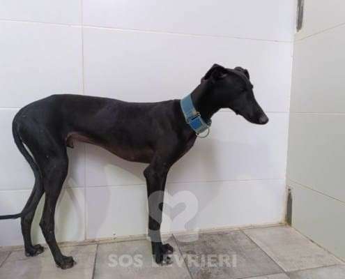 Lior-Galgo_16 Lior-Galgo