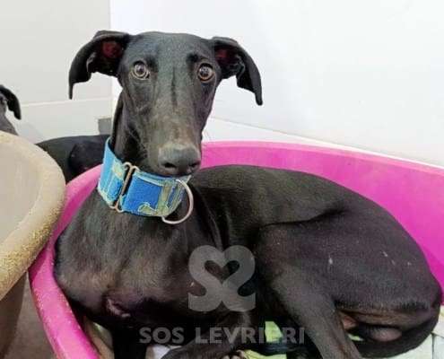 Lior-Galgo_17 Lior-Galgo