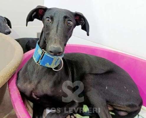 Lior-Galgo_18 Lior-Galgo