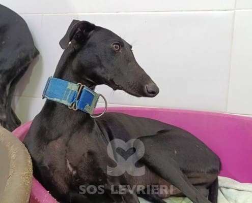 Lior-Galgo_19 Lior-Galgo